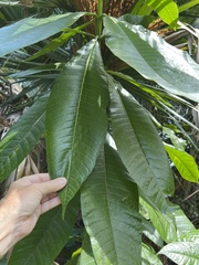 Alstonia macrophylla