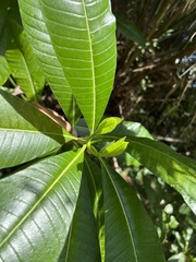 Alstonia macrophylla