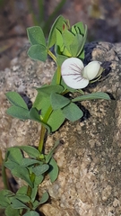 Lotus conimbricensis