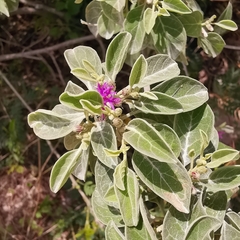 Lepidaploa arbuscula