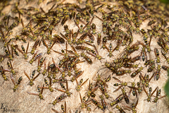 Polybia fastidiosuscula