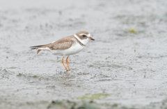 Charadrius semipalmatus