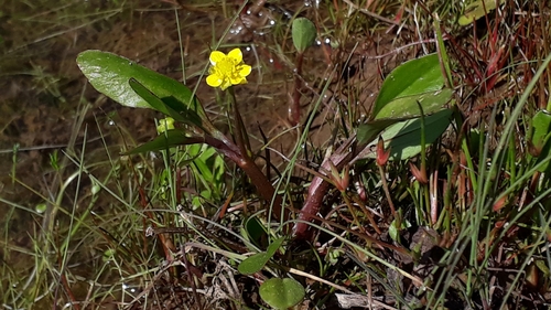 Image of Ranunculus ophioglossifolius by (c) Alessia Guggisberg, some rights reserved (CC BY)
