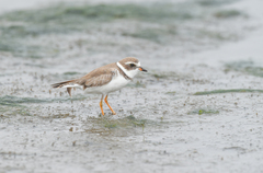 Charadrius semipalmatus