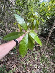 Alstonia macrophylla