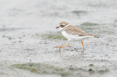Charadrius semipalmatus