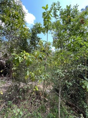 Alstonia macrophylla