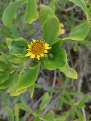 Borrichia arborescens