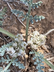 Vesper constancei