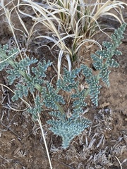 Vesper constancei