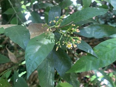 Psychotria nemorosa