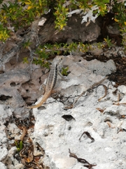 Leiocephalus psammodromus