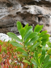 Borrichia arborescens