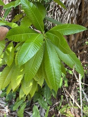 Alstonia macrophylla