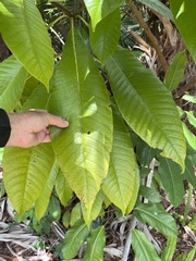 Alstonia macrophylla