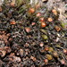 Grimmia anodon - Photo HermannSchachner, sin restricciones conocidas de derechos (dominio público)