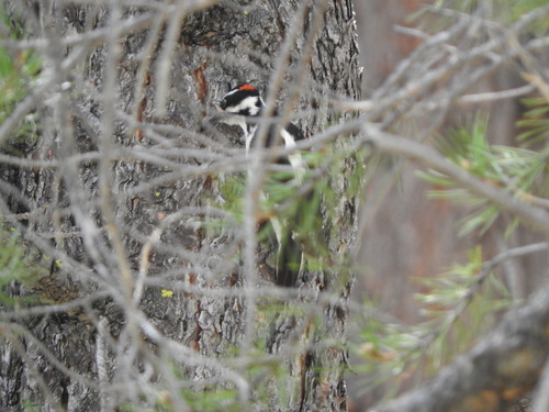iNaturalist observation photo of Hairy Woodpecker