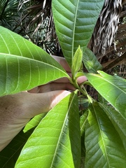 Alstonia macrophylla