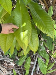 Alstonia macrophylla