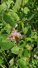 Rachiplusia