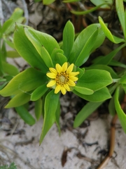 Borrichia arborescens