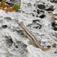 Leiocephalus psammodromus