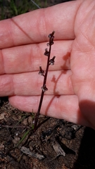 Triglochin barrelieri