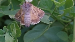 Rachiplusia