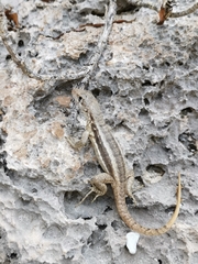 Leiocephalus psammodromus