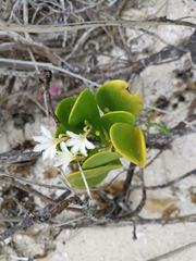 Scaevola plumieri