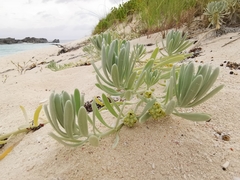 Tournefortia gnaphalodes