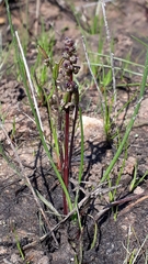 Triglochin barrelieri