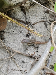 Leiocephalus psammodromus