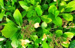 Hydrangea petiolaris