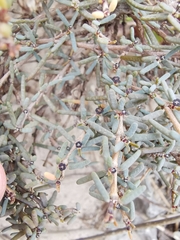 Euphorbia vaginulata