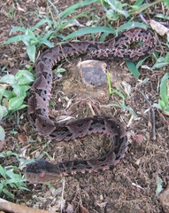 Bothrops brazili