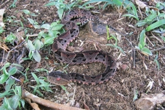 Bothrops brazili