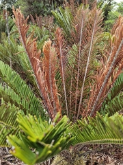 Blechnum buchtienii