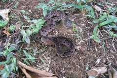 Bothrops brazili