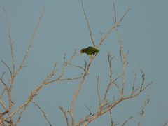 Amazona xantholora