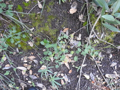 Lomatium repostum