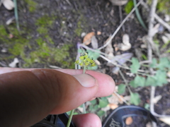 Lomatium repostum