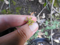 Lomatium repostum