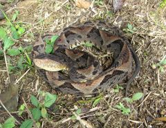 Bothrops brazili