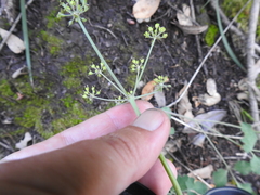 Lomatium repostum