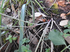 Lomatium repostum