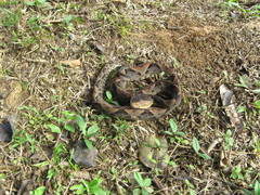 Bothrops brazili