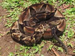 Bothrops brazili