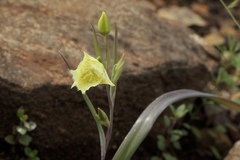Calochortus amabilis × tolmiei