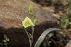 Calochortus amabilis × tolmiei